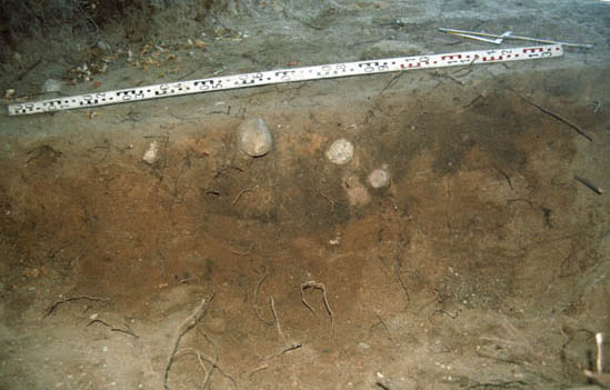 ilustracja dekoracyjna