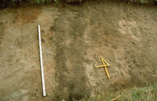 ilustracja dekoracyjna