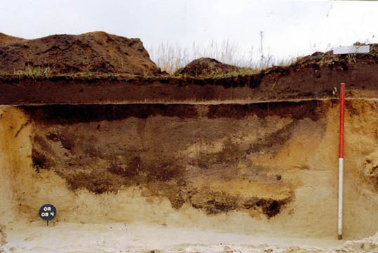 ilustracja dekoracyjna