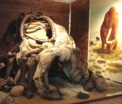 Zdjęcie z wystawy. Widac na nim szałas zbudowany z kości mamutów, nosorożca włochatego i innych zwierząt epoki lodowej.